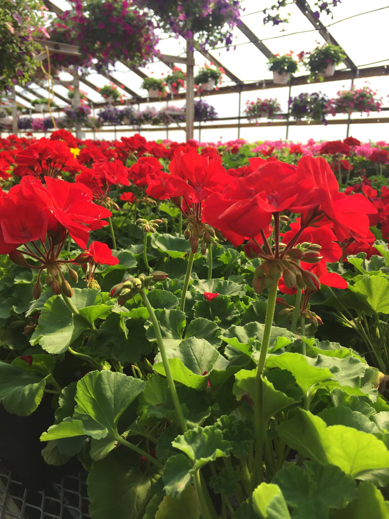 annuals - claussen's florist, greenhouse and perennial farm